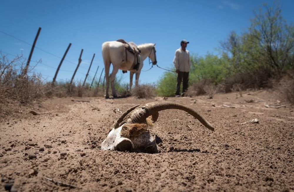Al drama de la sequía en Lavalle se agrega el desvío del agua del arroyo Tulumaya, que provoca la muerte de animales. Foto: Ignacio Blanco / Archivo - Los Andes