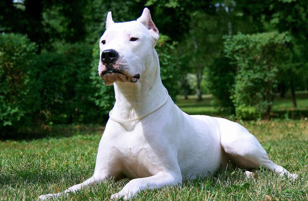 Dogo mordió a una nena y le destruyó 70% de la tráquea: Es un milagro que siga viva