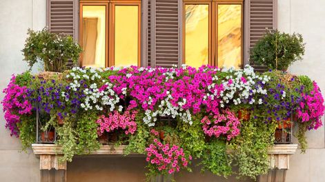 Su adaptabilidad permite que se vea bien tanto en muros como pérgolas, rejas y balcones pequeños.