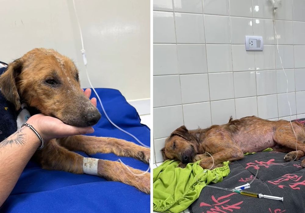 Vecinos, rescatistas y la organización Amigo a Casa unieron fuerzas para darle al cachorro una segunda oportunidad.
