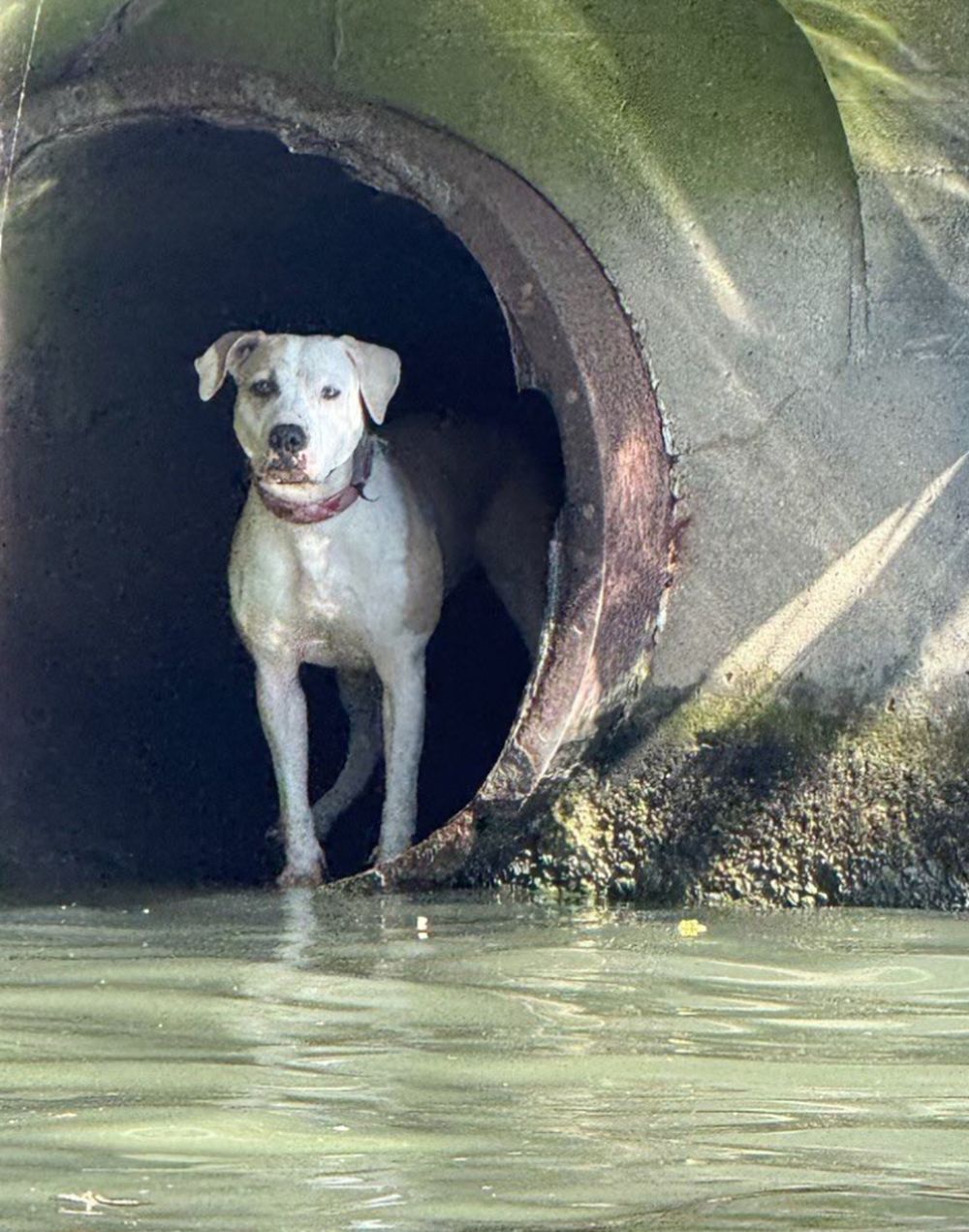 Ya a salvo, Faroe se reencuentra con su dueño, Brandon Hillard: sin heridas y de regreso a casa horas después del operativo registrado por la Policía de Chicago.