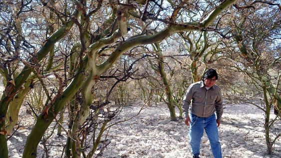 Los “bosques ocultos” del  desierto mendocino. Los “parches” forestales de chañares o algarrobos de Lavalle son un ejemplo de este tipo de bosques en Mendoza.