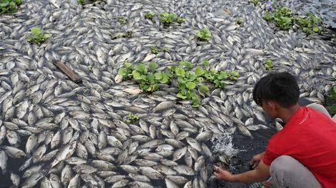 En algunos casos, los peces introducidos mueren porque no logran adaptarse. En otros, sobreviven, se reproducen y pueden afectar a las especies locales.