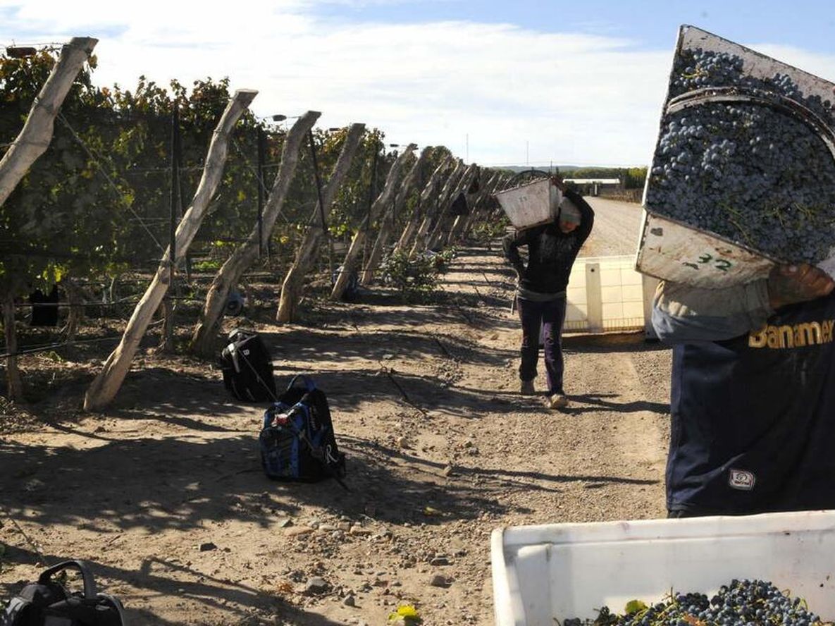 Por primera vez Mendoza y San Juan anunciaron un operativo conjunto de anticipo de cosecha, acarreo y elaboración de uvas con aptitud para mosto
