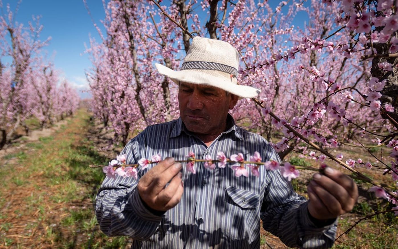 Floración: Las temperaturas más altas de lo habitual durante el invierno y cinco eventos de viento Zonda complicaron la floración y el cuajo del durazno para industrial. Foto: Ignacio Blanco / Los Andes (Archivo)