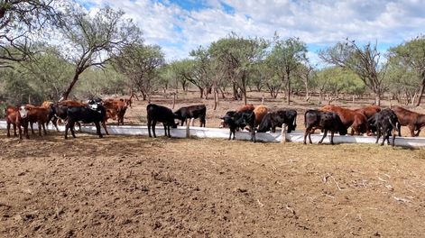 En el sur de Mendoza, el INTA realiza varias investigaciones y seguimiento de producción ganadera. Imagen: gentileza INTA Rama Caída
