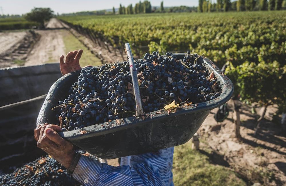 Desequilibrio. El 67% de la superficie implantada con viñedos está en manos del 14% de los productores registrados. Foto: Ignacio Blanco / Los Andes.