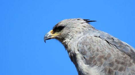 Águila coronada registrada en Tunuyán