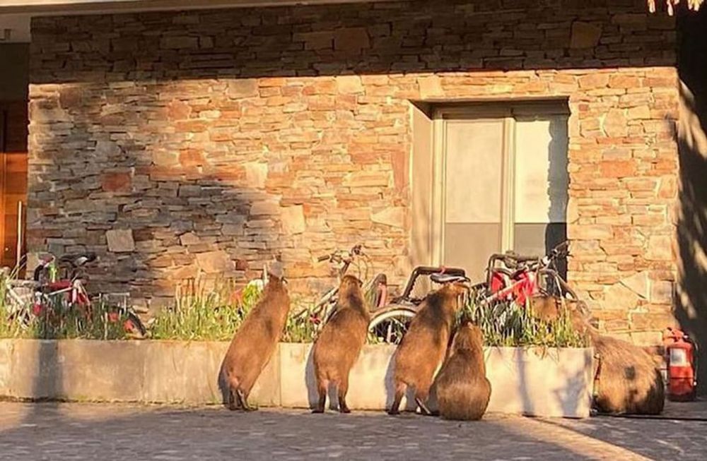 Nordelta. Carpinchos invadieron esa localidad de Tigre.