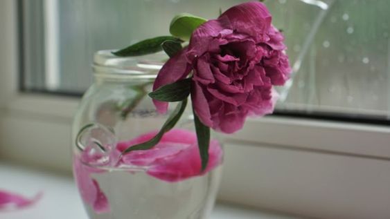 Combinar estos trucos en el cuidado, permite disfrutar las flores en casa por más tiempo sin tirarlas en pocos días.