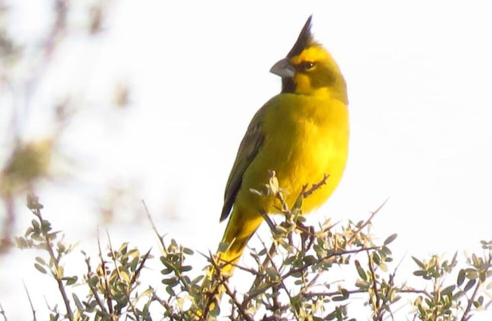 Especie de ave en peligro fue avistada en Mendoza gracias a las rampas en piletas para evitar ahogamientos. Foto: Departamento de Fauna Silvestre de Mendoza.