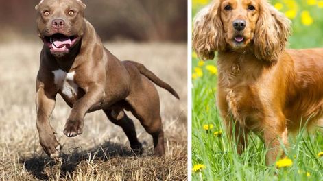 El cocker spaniel inglés resultó ser el más agresivo según un estudio. Foto: Deia