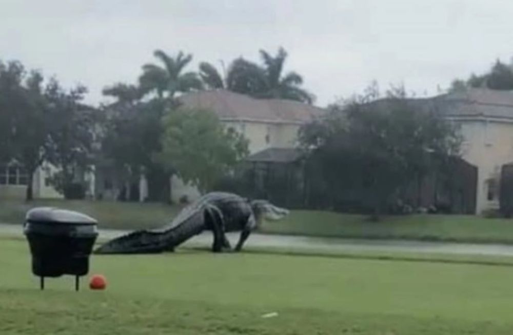 Es bastante común que los reptiles anden por esa zona, aunque los habitantes sostienen que no es muy frecuente divisar ejemplares de este tamaño.