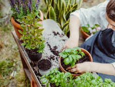 Lemonading: la técnica de paisajismo que recomiendan los expertos. Lemonading: la técnica de paisajismo que recomiendan los expertos.