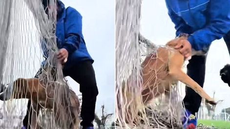 Un joven logró liberar al perro atrapado en la red del club privado, mientras su compañero canino lo acompañaba. &nbsp;