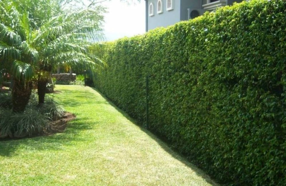 Tres plantas ideales para cercos verdes