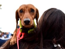 El festival integra música en vivo, food trucks y solidaridad con los animales en el aire libre. El festival integra música en vivo, food trucks y solidaridad con los animales en el aire libre.