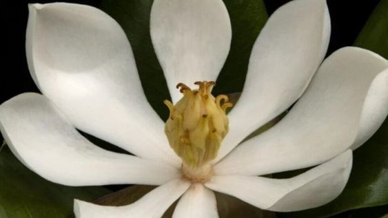 El ejemplar no se había visto desde 1925, debido a la deforestación de los bosques nativos donde crecía. Una expedición de conservacionistas descubrió 16 árboles en flor en una zona montañosa.