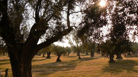 El sector olivícola es el que más hectáreas cultivadas sumó, con un total de 1.027, a desarrollarse en los departamentos de Las Heras, Lavalle y San Rafael.