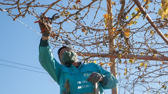 Nuevo cronograma de arbolado y desinfección