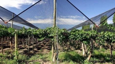 Los Andes | Financian la reconversión a uva de mayor calidad enológica, la implementación de riego por goteo, malla antigranizo y mejoras estructurales de las fincas.