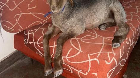 La simpática oveja del piedemonte.