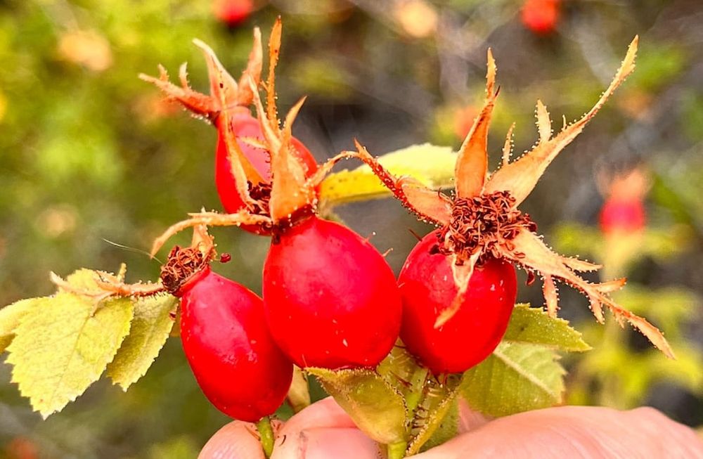 Rosa mosqueta, el arbusto invasor usado para dulce y cosmética natural que pone en peligro a humedales. Foto: Gentileza