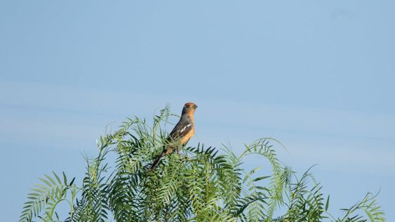 La Ciudad de Mendoza consolida el monitoreo de aves como estrategia de conservación ambiental
