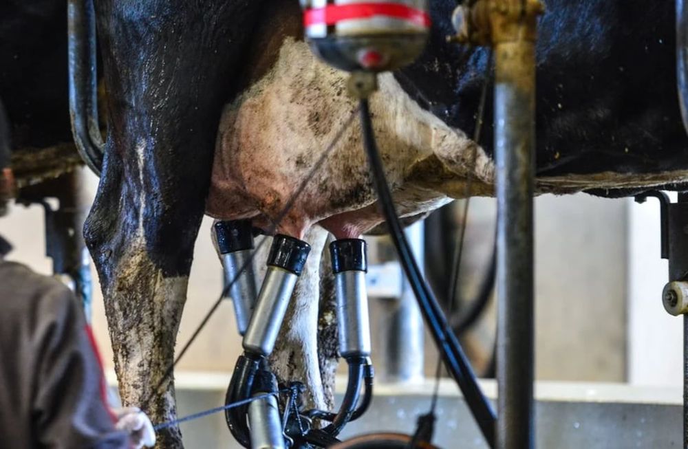 Aunque la producción de leche aumentó, los tambos aún no cubren los costos