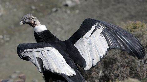 Los Andes | Una muestra de fotos para resaltar el rol clave del cóndor en el ambiente y desmitificar que es peligroso. Foto: Ministerio de Ambiente de Mendoza.