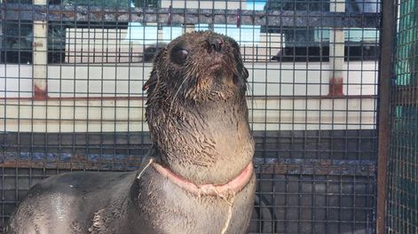 Rescatan un lobo marino que tenía una herida en el cuello a causa de un zuncho plástico. Fotos: EFE / Fundación Mundo Marino.