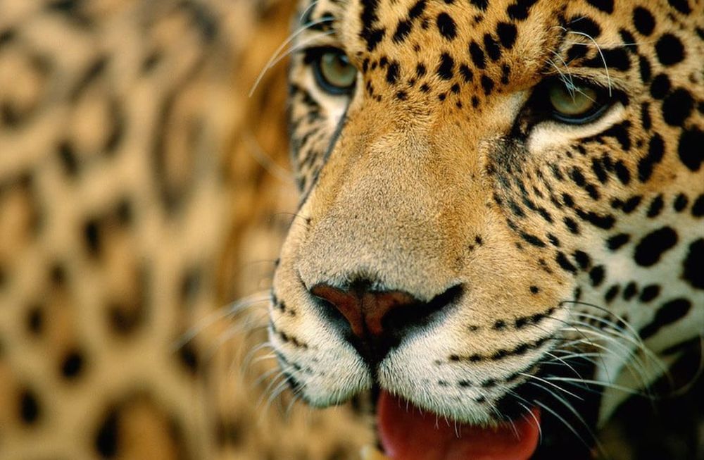 Creció la población de un felino en peligro en el país: el único que vivió en Mendoza y la multimillonaria multa por su caza. Foto: Gentileza Fundación Vida Silvestre Argentina