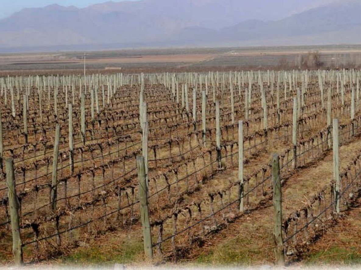 Estabilización del mercado interno y desarrollo sustentable de la vitivinicultura argentina