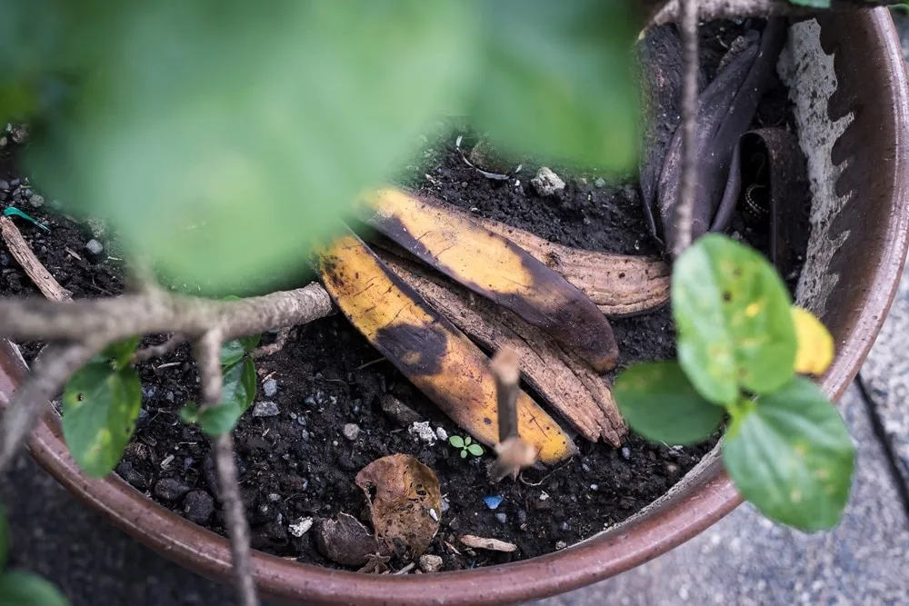 Fertilizante casero que transforma tu jard&iacute;n y mejora tus plantas con jardiner&iacute;a simple.