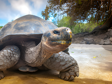 milagro en galapagos: regresaron 1.500 tortugas gigantes y repararon un ecosistema en ruinas