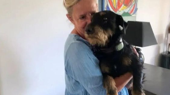 Pablo, el Jagdterrier de 2 años que recorrió 380 km para volver con sus dueños luego de haberse perdido.