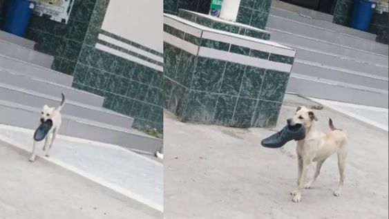 Un perro ladrón viral en TikTok.