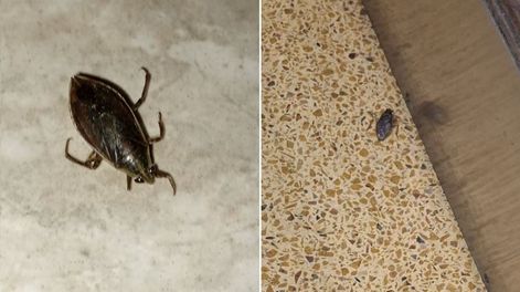 Gran cantidad de insectos invadieron el AMBA y preocuparon a los vecinos.&nbsp; &nbsp;