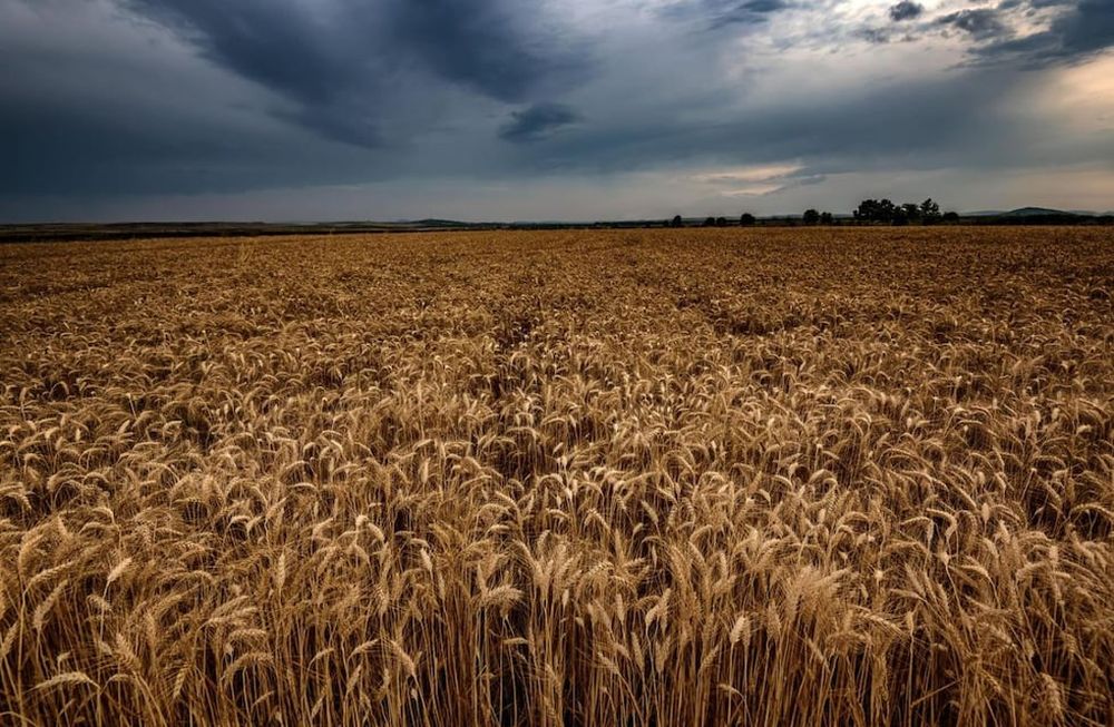Aunque el 79% de los productores argentinos considera que sus finanzas están complicadas, sus expectativas futuras son favorables.