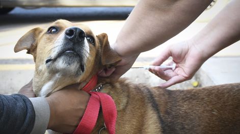 Perros peligrosos: la Municipalidad de Guaymallén tiene registro municipal y coloca un chip subcutáneo