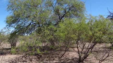 Los bosques nativos de algarrobo llegan a las aulas