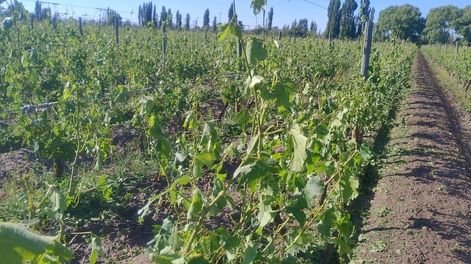 El granizo daño varias zonas cultivadas del Este y el Sur de Mendoza. Foto: Archivo