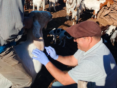 Tareas sanitarias para el relevamiento de brucelosis en rodeos caprinos de Mendoza. Tareas sanitarias para el relevamiento de brucelosis en rodeos caprinos de Mendoza.