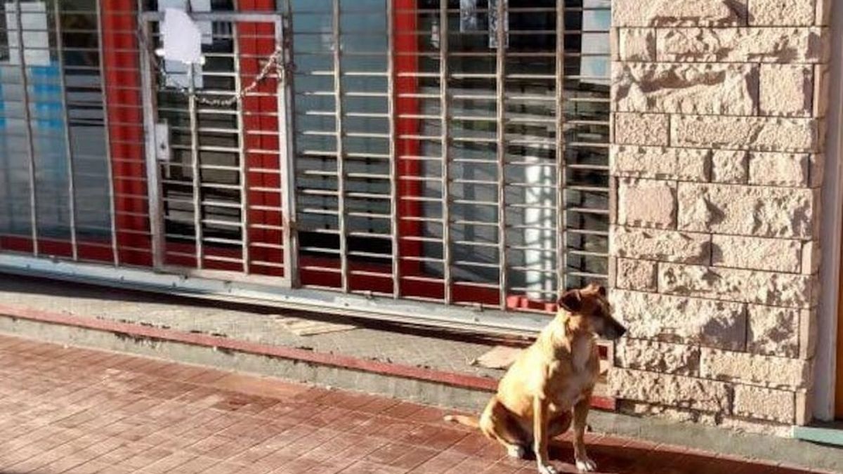 Día del Animal: la historia de Bianca, la perrita que siguió esperando a su dueña fallecida
