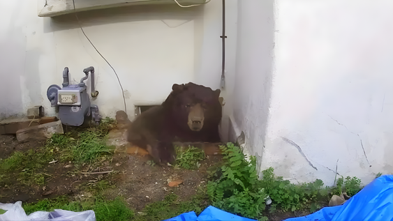 Un hombre en California capturó en video a un oso de 225 kilos que vivía bajo su casa.
