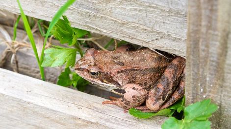 Los Andes | Podemos armar a los sapos casitas bajo las luces del jardín: por las madrugadas tendrán vía libre para cazar mariposas, grillos, cascarudos y otros insectos.