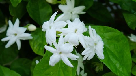 Los Andes | Originario del Himalaya, este encantador jazmín florece en primavera-verano y crece a gusto en jardines y balcones protegidos del frío.