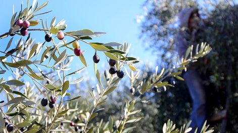 Se estima que a fin de año algunos productos elaborados en esa zona podrán contar con el sello de Identificación de Origen. Hay grandes expectativas sobre el impacto que tendrá en la actividad.