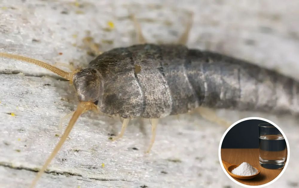 Con hábitos sencillos y una medida constante de este ingrediente, es posible mantener el baño más saludable y libre de estos visitantes silenciosos.