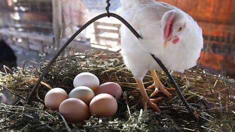 Los Andes | Los costos no cierran y que van a seguir desapareciendo granjas tanto a nivel local como nacional. Foto: José Gutierrez / Los Andes